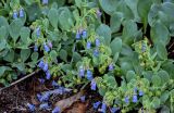 Mertensia maritima