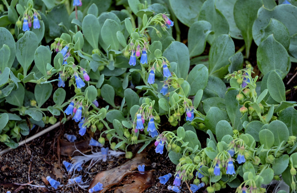 Изображение особи Mertensia maritima.