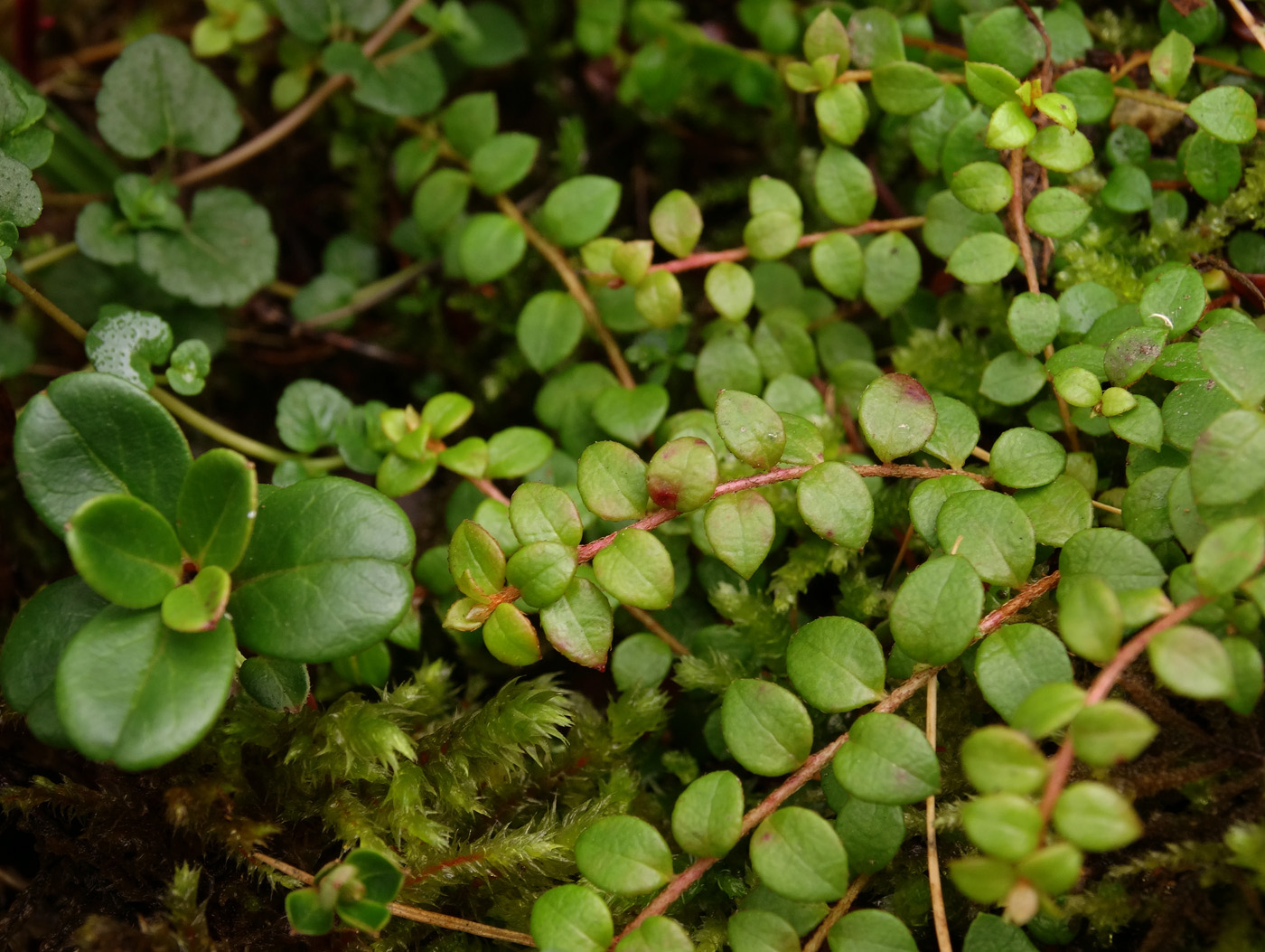 Изображение особи Gaultheria hispidula.