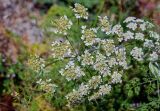 Astrodaucus orientalis. Соцветие. Армения, г. Ереван, у дороги. 19.06.2022.