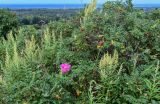 Rosa rugosa. Цветущее и плодоносящие растения в сообществе с Artemisia. Сахалин, Холмский гор. округ, окр. мыса Слепиковского, луговой склон. 26.08.2023.