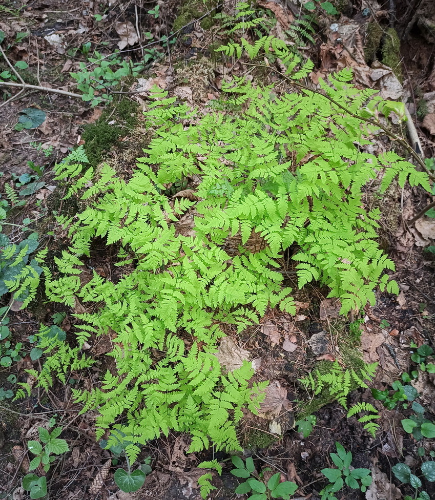 Изображение особи Gymnocarpium dryopteris.