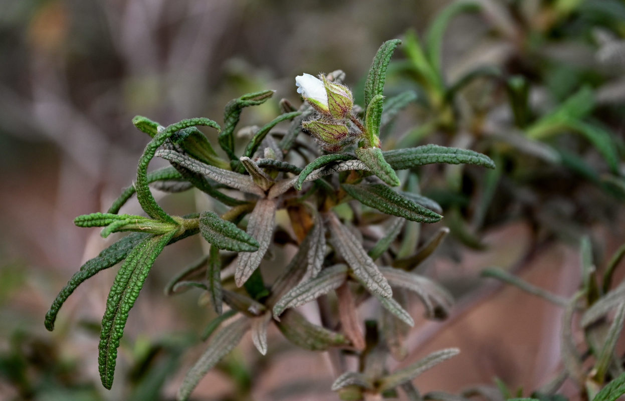 Image of Cistus monspeliensis specimen.