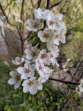 Pyrus caucasica. Цветки. Краснодарский край, г/о Сочи, Адлерский р-н, ущ. Ахцу, дорога вдоль отвесной скалы. 22.04.2022.