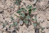 Erodium oxyrhynchum