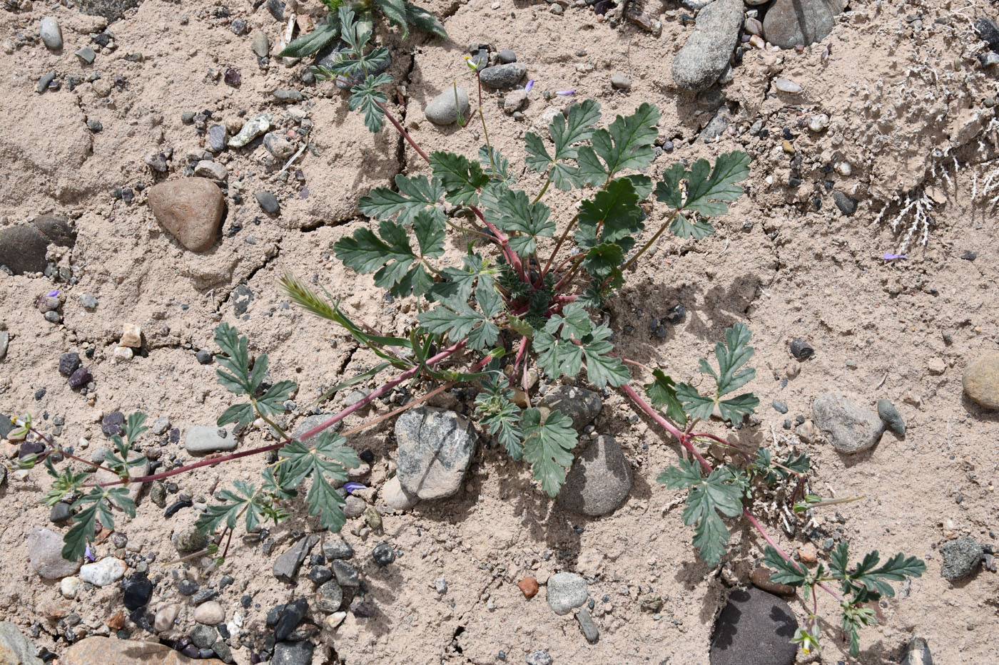 Image of Erodium oxyrhynchum specimen.