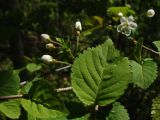 Cerasus maximowiczii