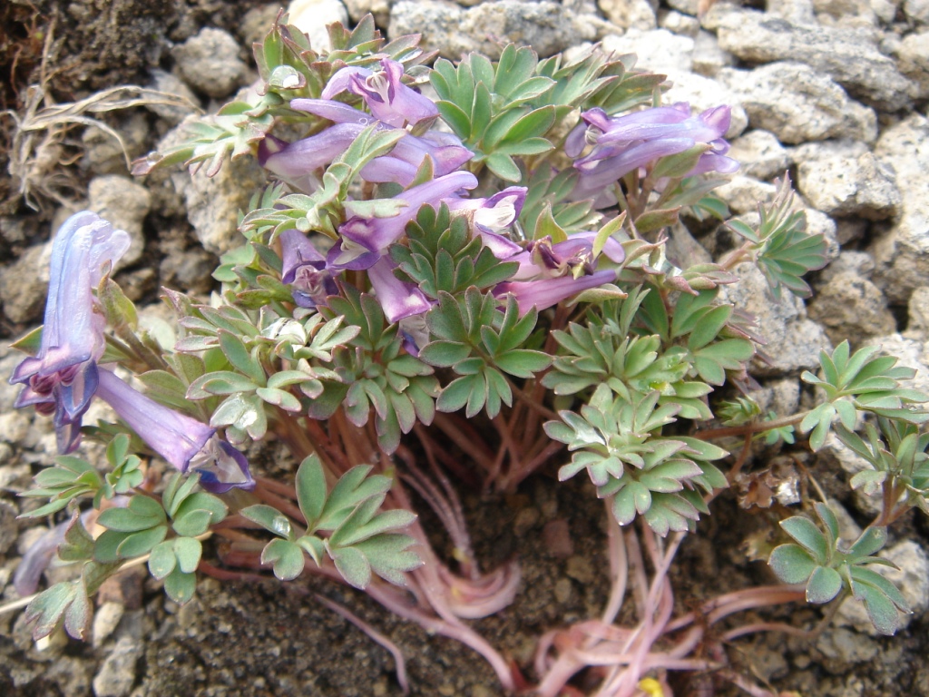 Изображение особи Corydalis alpestris.