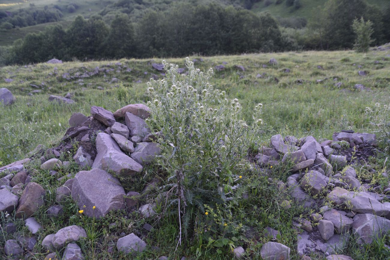 Изображение особи Cirsium echinus.