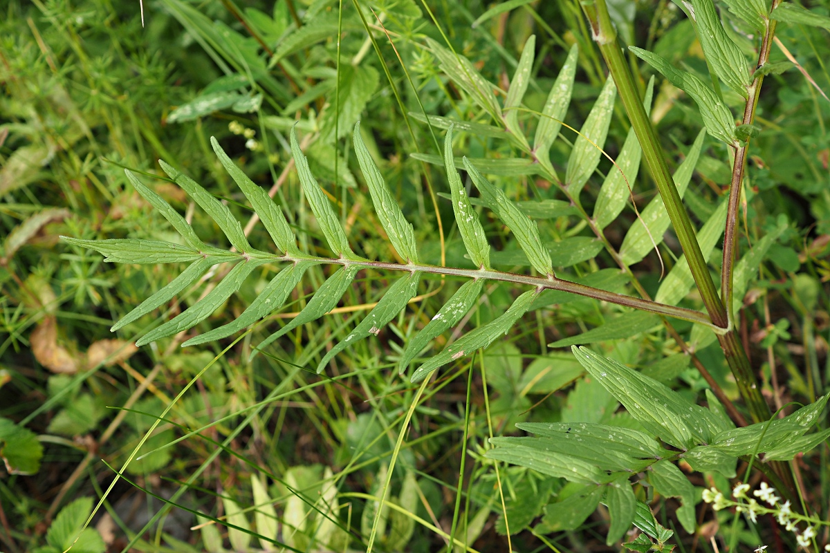 Image of Valeriana officinalis specimen.