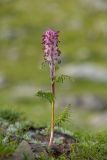 Pedicularis atropurpurea