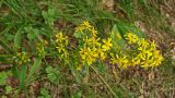 Solidago virgaurea ssp. dahurica