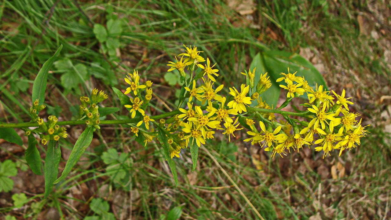 Image of Solidago virgaurea ssp. dahurica specimen.