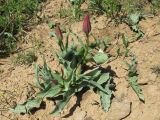 Tulipa greigii