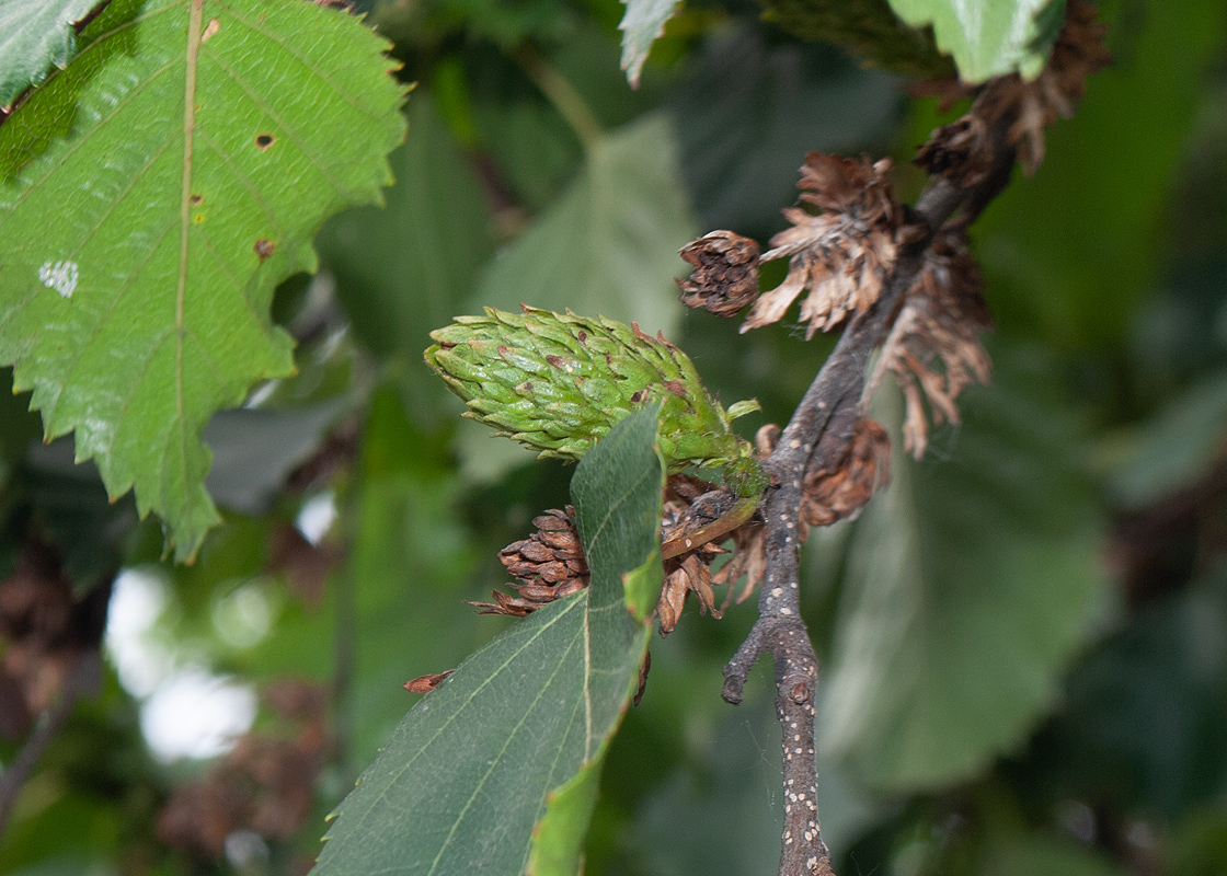 Image of Betula ermanii specimen.