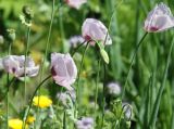 Papaver somniferum. Верхушки побегов с цветками, бутоном и незрелыми плодами. Коми, Сыктывдинский р-н, окр. пос. Максаковка, дачный участок. 04.07.2021.