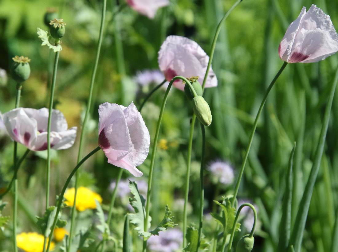 Image of Papaver somniferum specimen.