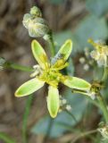 Haplophyllum versicolor. Цветок с жуком из семейства Curculionidae. Узбекистан, г. Ташкент, Актепа Юнусабадская, глинистая почва. 23.05.2015.