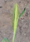 Hordeum leporinum