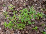 Myosotis sparsiflora. Цветущее растение. Московская обл., г. Дубна, лесопарк, возле пешеходной дорожки. 16.05.2024.