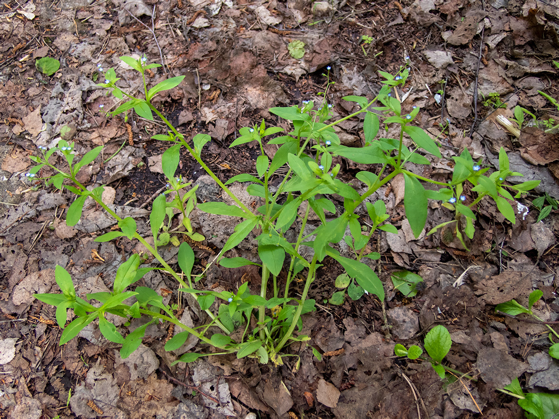 Image of Myosotis sparsiflora specimen.