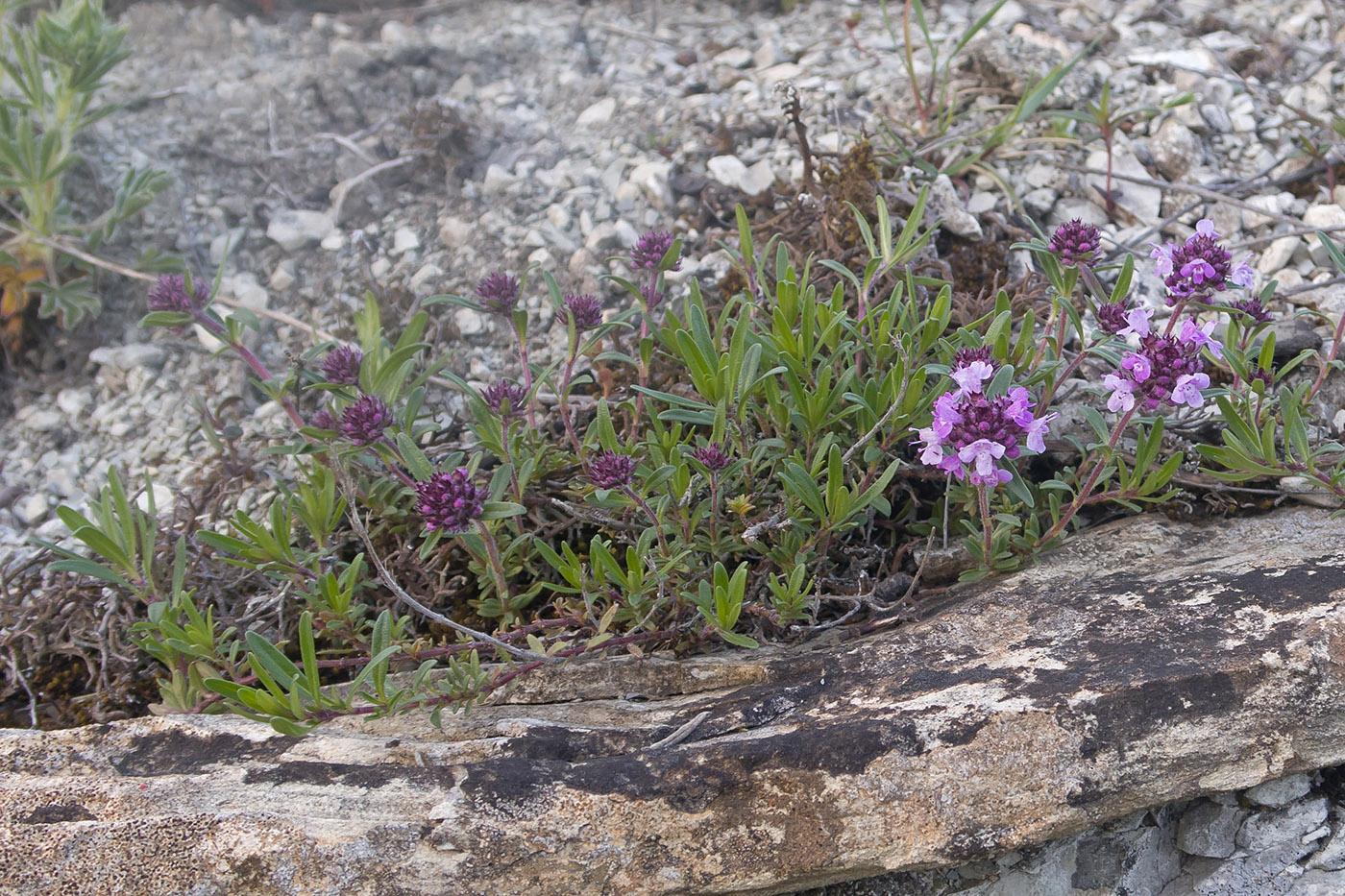 Image of Thymus elenevskyi specimen.