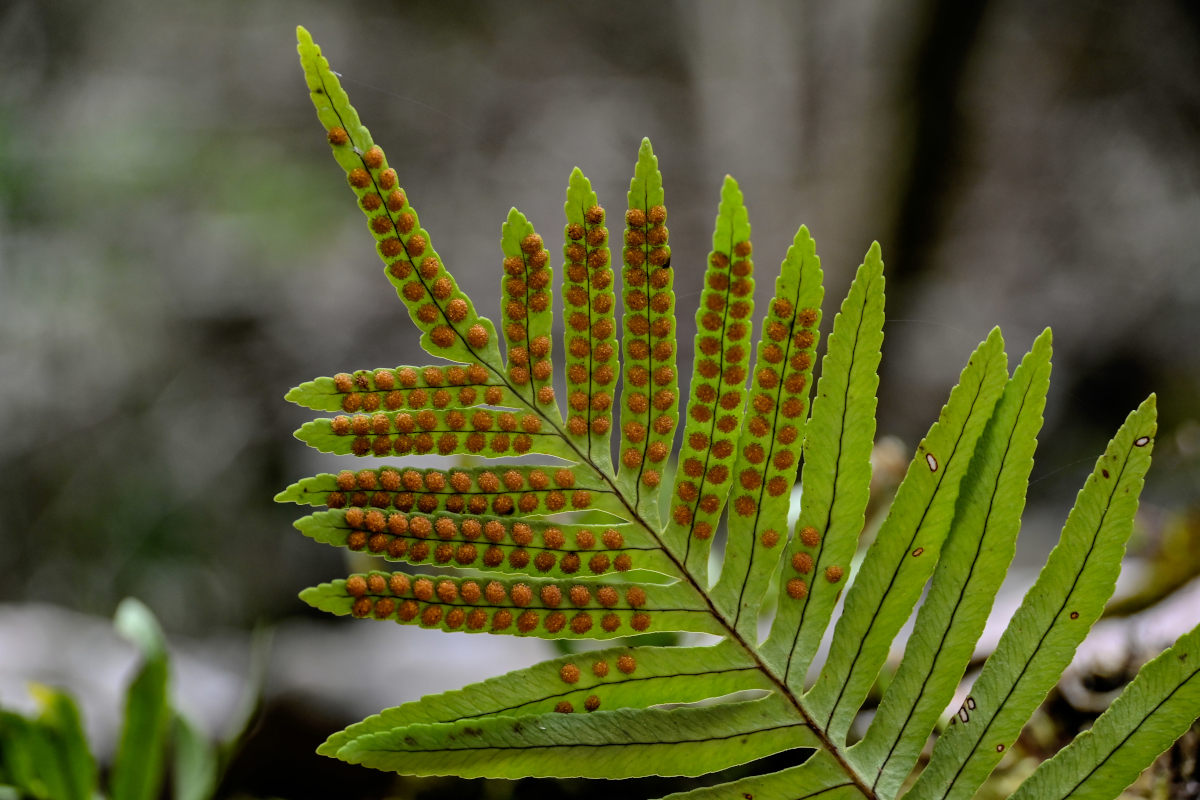 Image of Polypodium cambricum specimen.