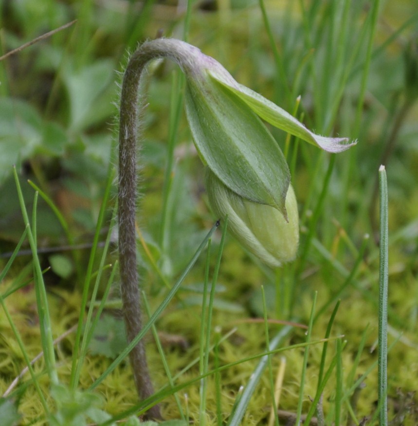 Изображение особи Anemone hortensis.