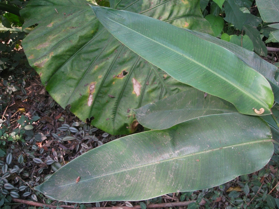 Image of Heliconia angusta specimen.