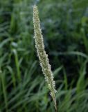 Phleum phleoides