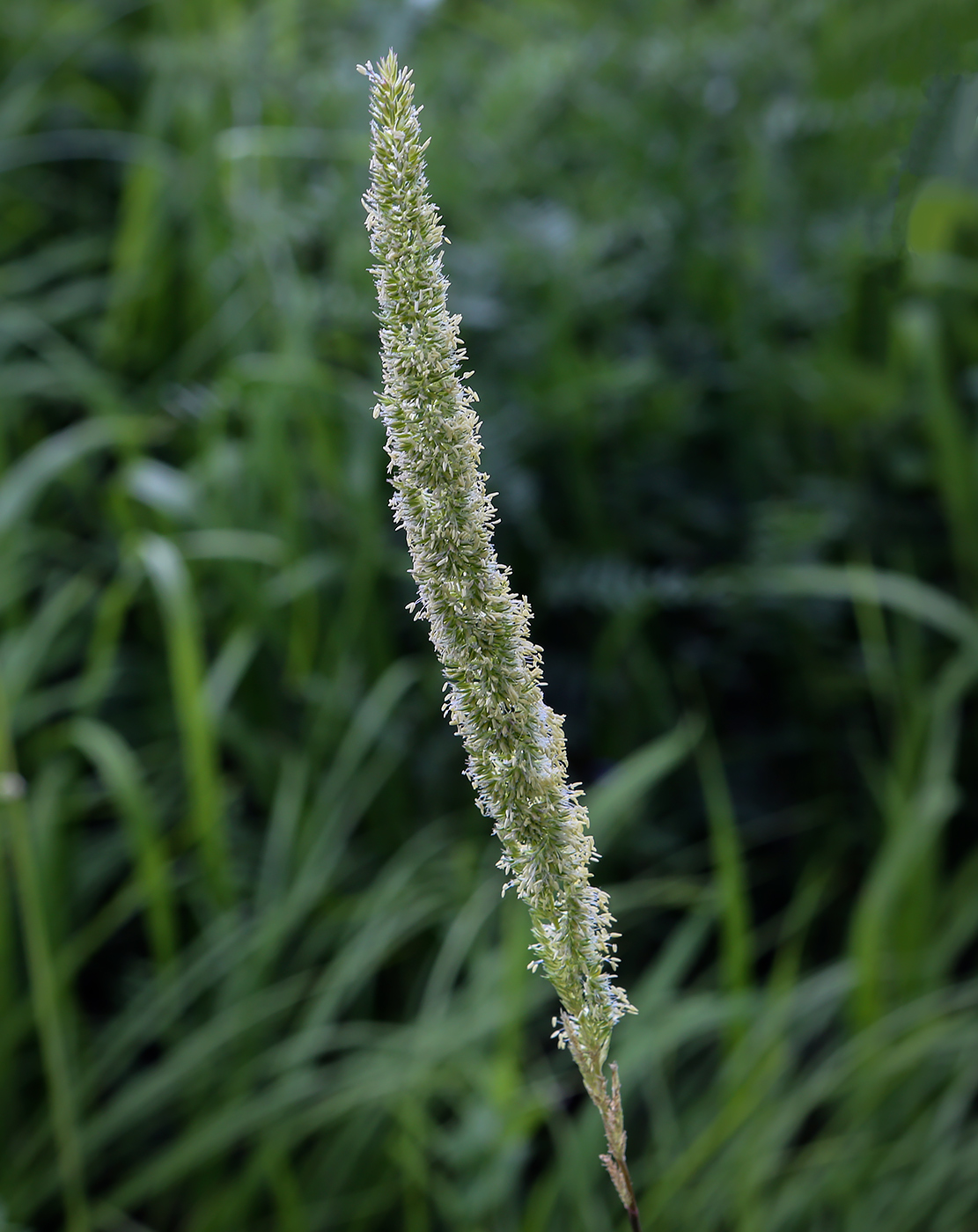 Image of Phleum phleoides specimen.