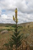 Verbascum ovalifolium
