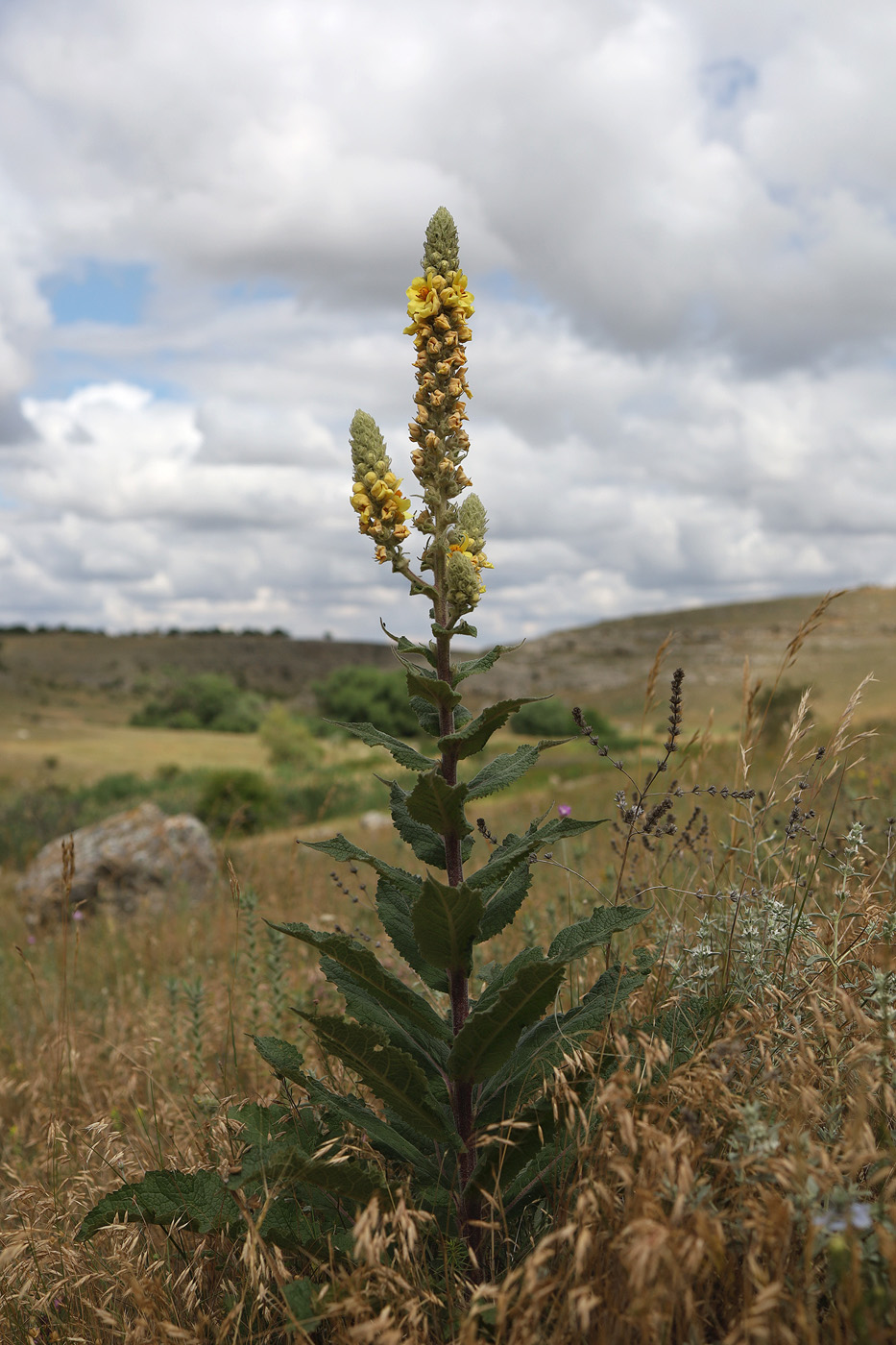 Image of Verbascum ovalifolium specimen.