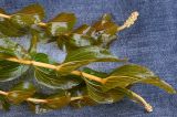 Potamogeton perfoliatus