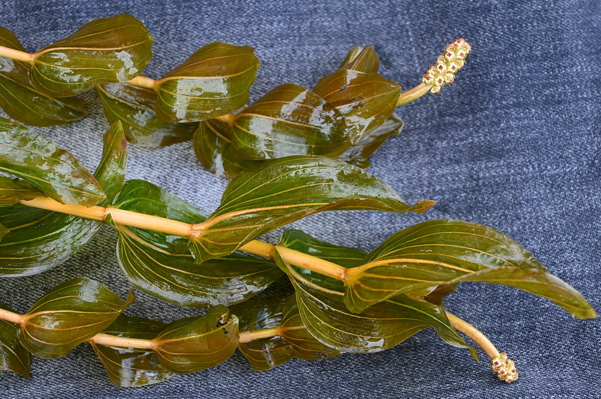 Изображение особи Potamogeton perfoliatus.