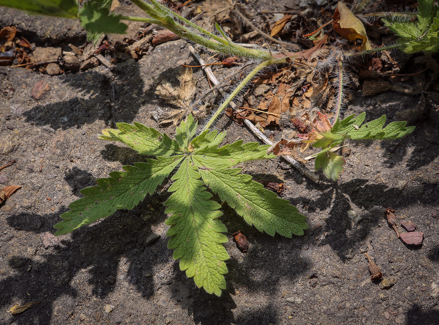 Image of Potentilla recta specimen.