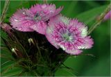 Dianthus barbatus