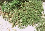 Portulaca oleracea. Цветущее и плодоносящее растение. Узбекистан, Ташкентская обл., Бостанлыкский р-н, кишлак Яккатут, дачный участок, край бетонного бордюра. 24.08.2025.