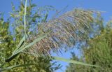 Phragmites australis. Верхушка плодоносящего побега. Узбекистан, г. Ташкент, Ботанический сад им. Ф.Н. Русанова, в культуре. 03.09.2025.