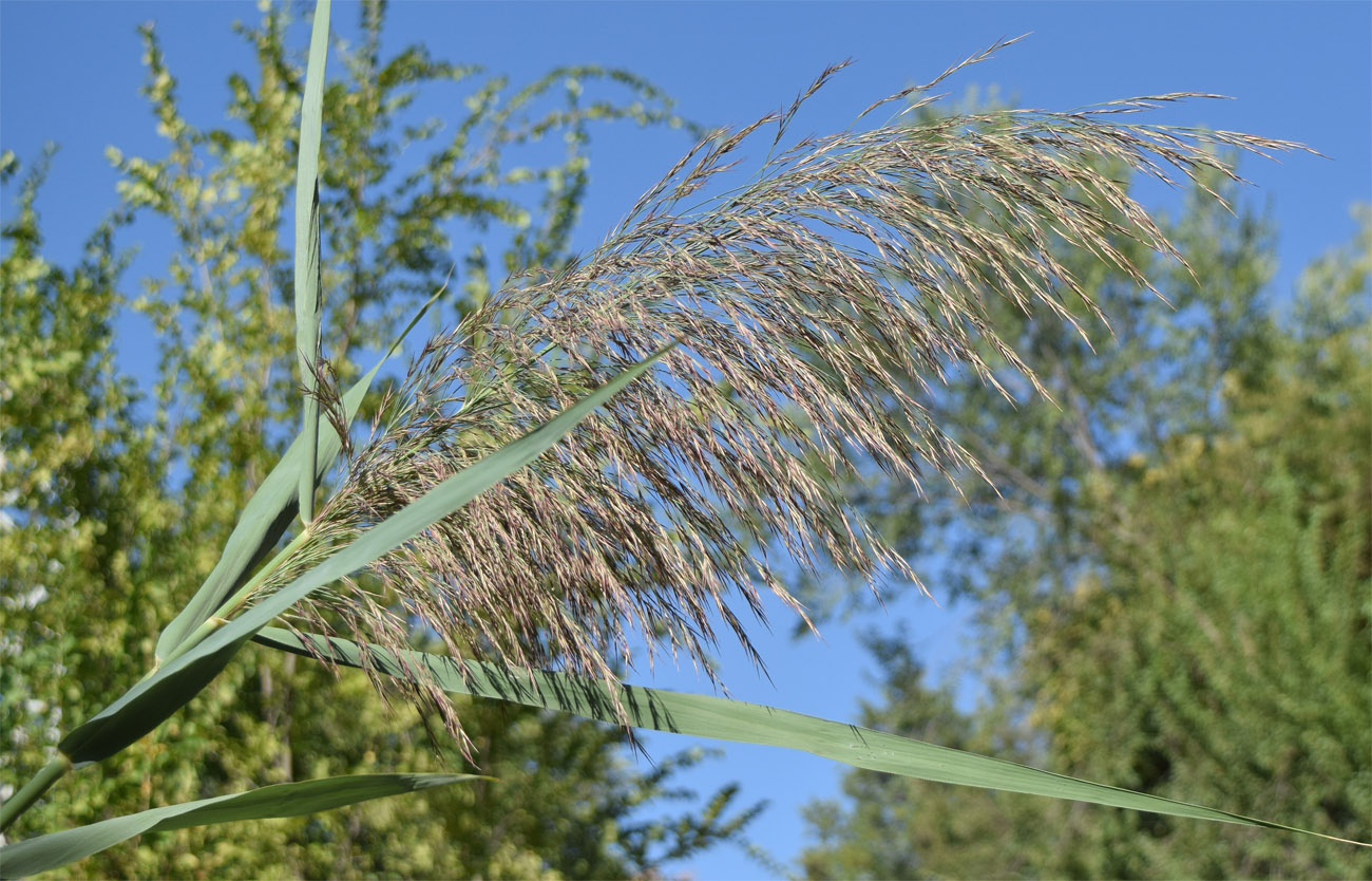 Изображение особи Phragmites australis.
