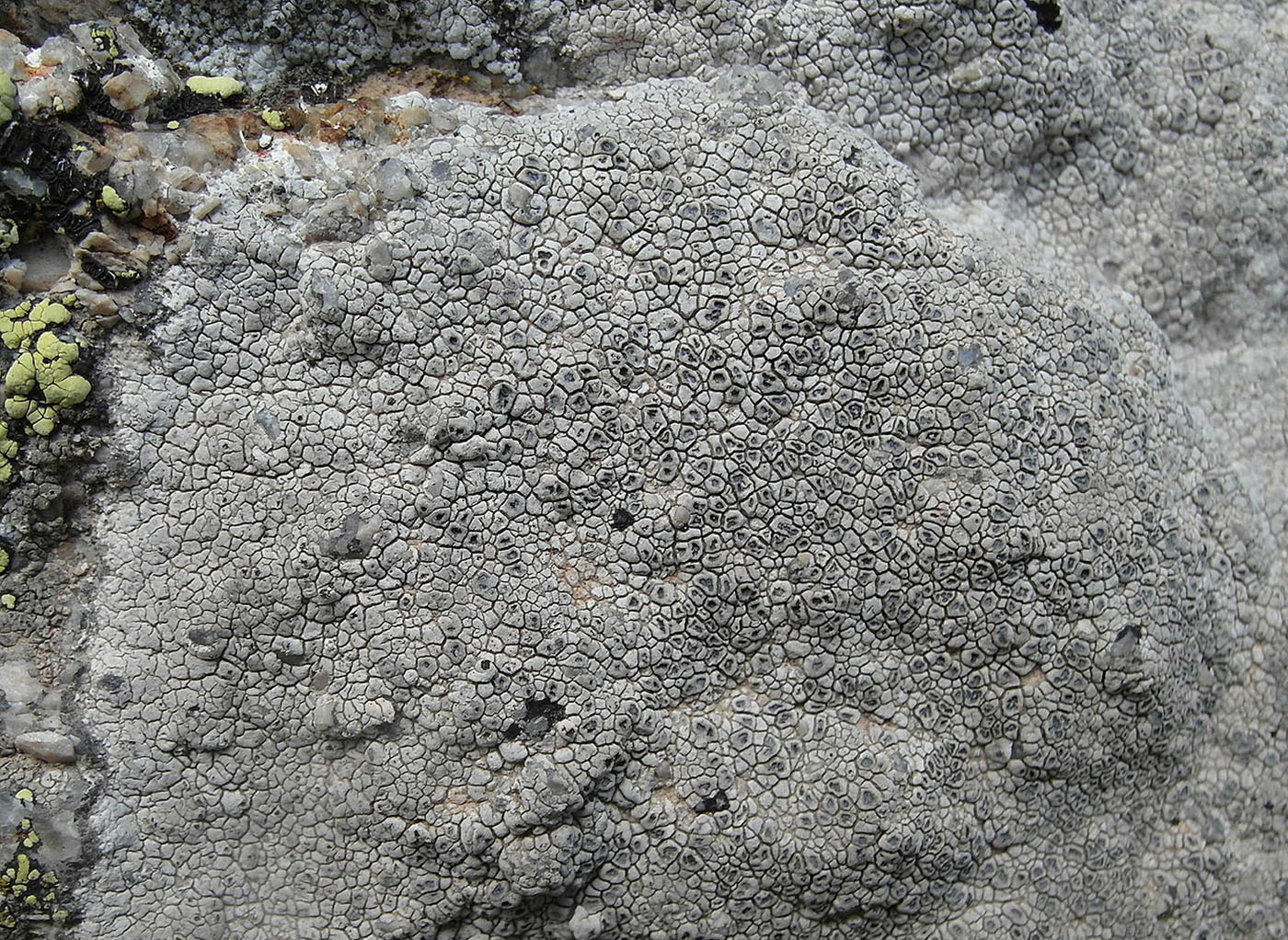 Изображение особи Aspicilia reticulata.