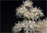 Изображение особи. Автор - Виталий Гуменюк