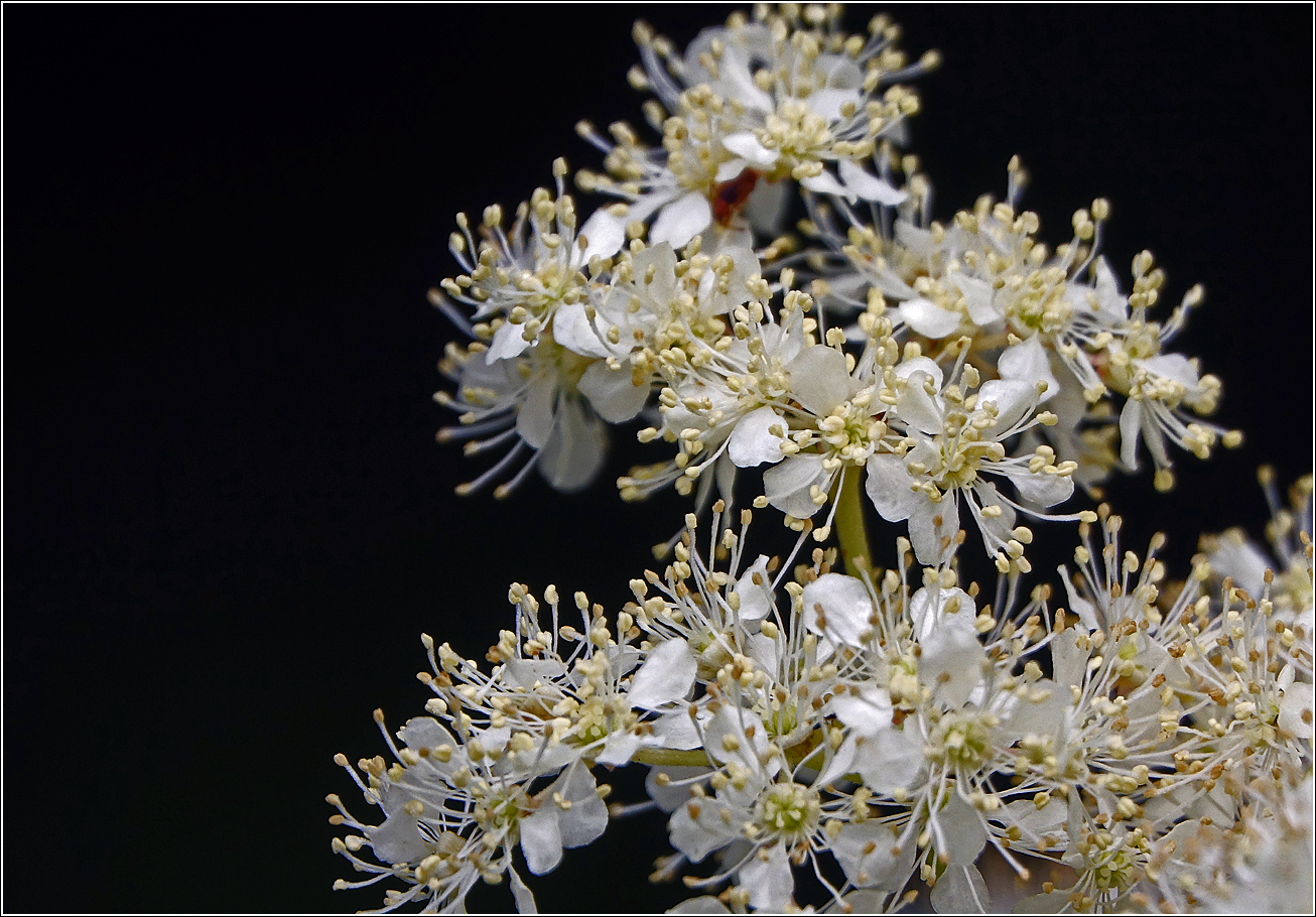 Изображение особи Filipendula ulmaria.