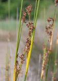 Juncus acutus