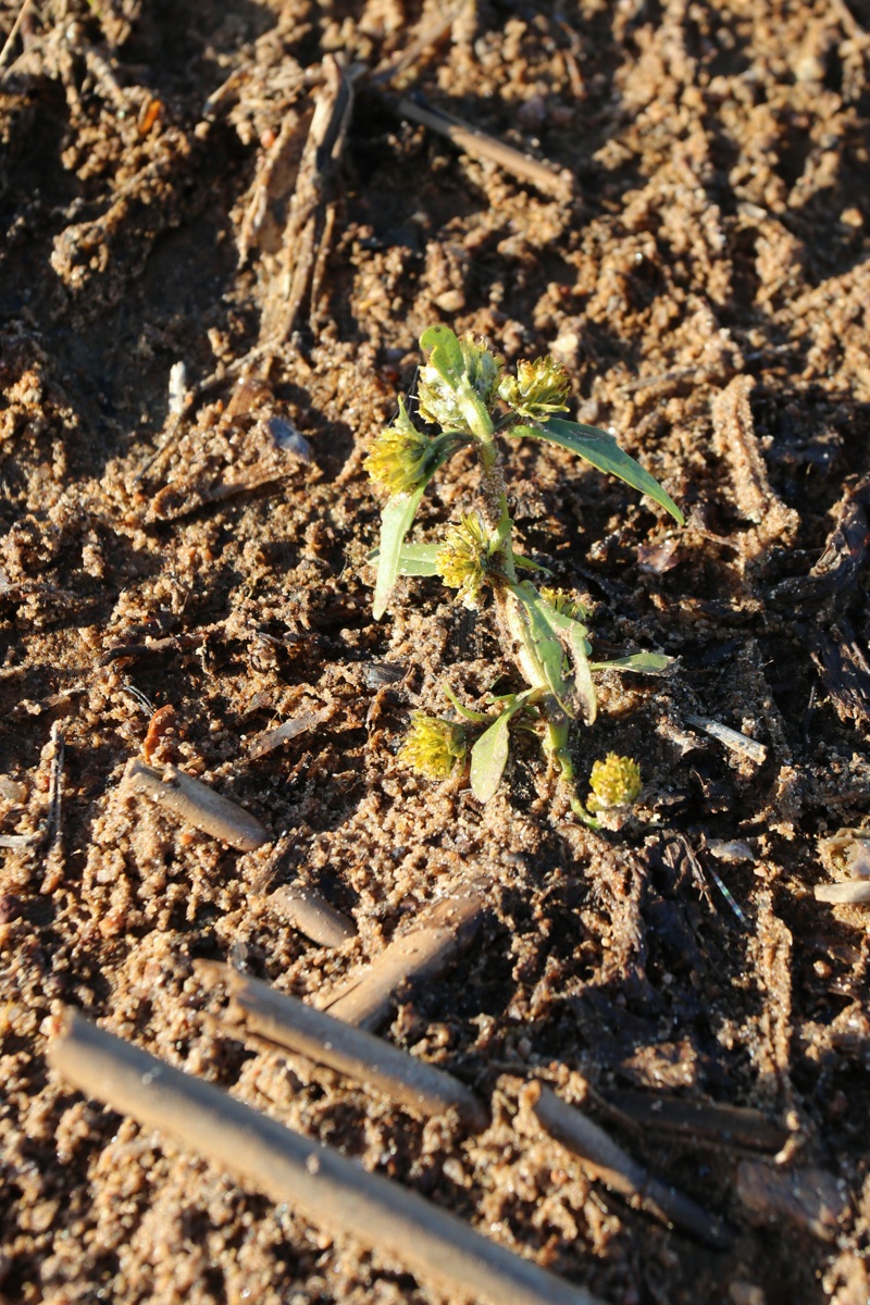 Image of Bidens cernua specimen.