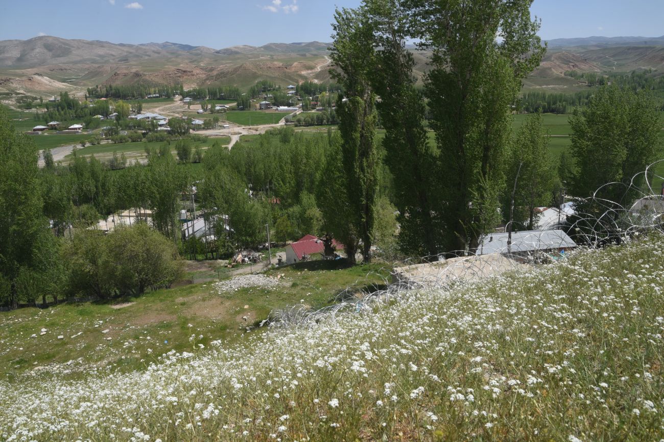Image of Lepidium vesicarium specimen.