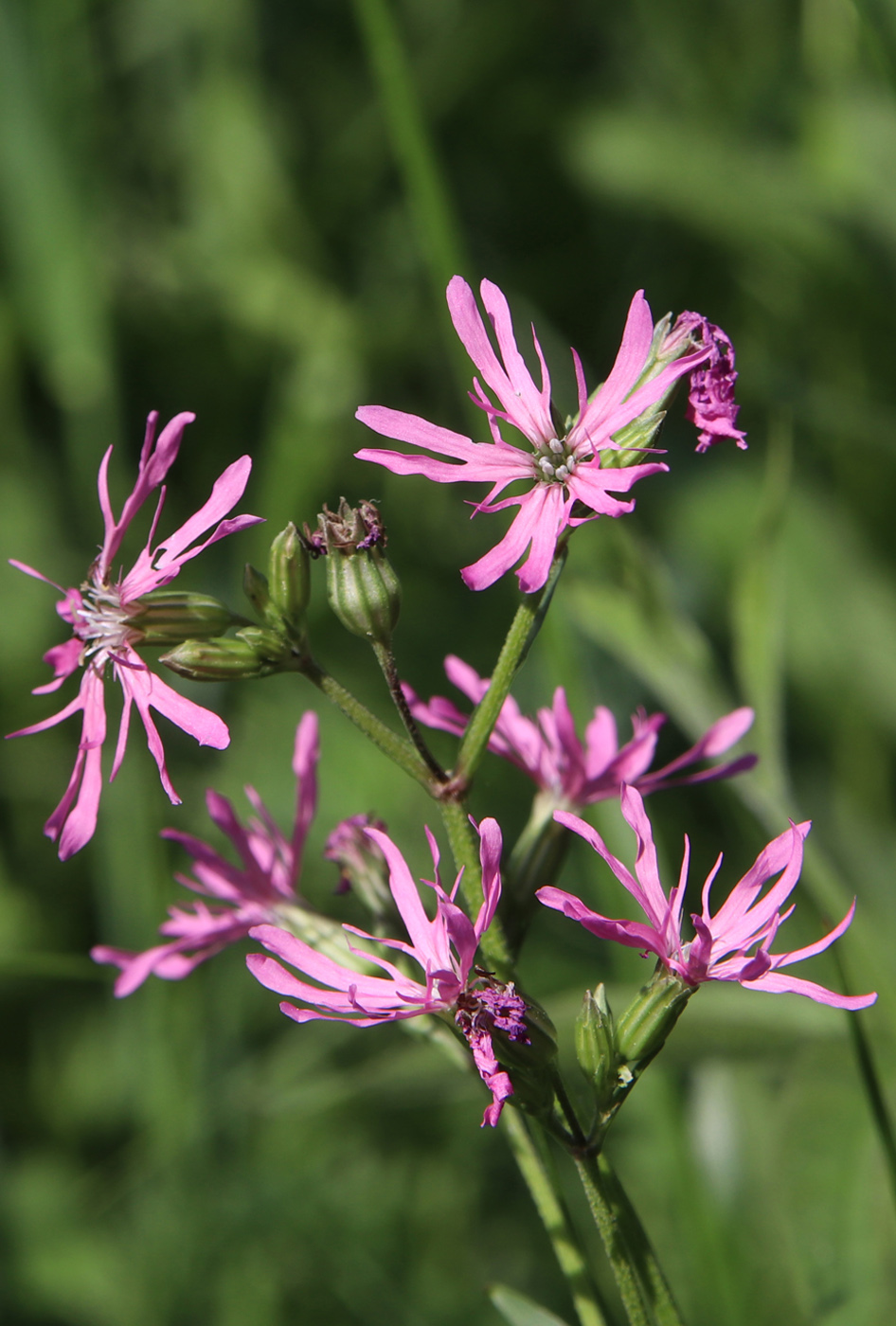 Изображение особи Coccyganthe flos-cuculi.