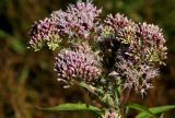 Eupatorium cannabinum. Соцветие. Белгородская обл., Ракитянский р-н, окр. с. Венгеровка; пойма р. Пена, заливаемый талыми водами луг. 25 июля 2021 г.