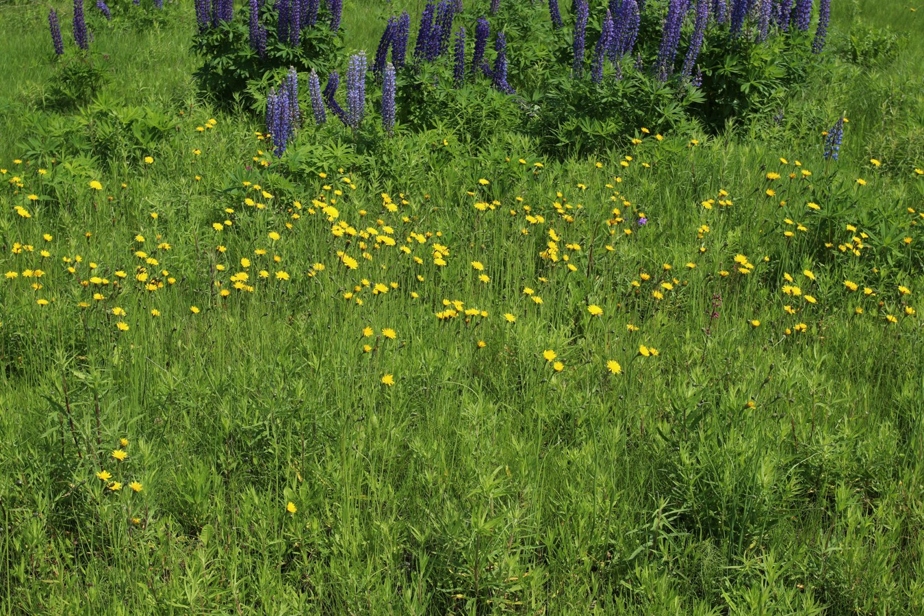 Изображение особи Hypochaeris radicata.