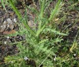 unknown species. Часть побега. Чечня, Шаройский р-н, 1,5 км от ур. Хиндушты, верхняя часть отходящего от ур. Хиндушты в сторону р. Хашелдойахк отрога, выс. 1800 м н.у.м., луг. 3 июля 2024 г.